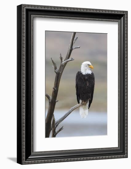 USA, Wyoming, Sublette County. Adult Bald Eagle sitting on a snag above Soda Lake.-Elizabeth Boehm-Framed Photographic Print