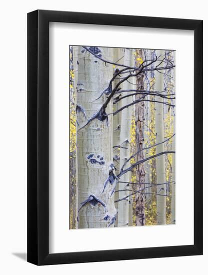 USA, Wyoming, Sublette County. Aspen trunks stand out against the yellow of autumn colors.-Elizabeth Boehm-Framed Photographic Print