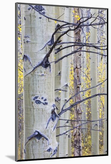 USA, Wyoming, Sublette County. Aspen trunks stand out against the yellow of autumn colors.-Elizabeth Boehm-Mounted Photographic Print