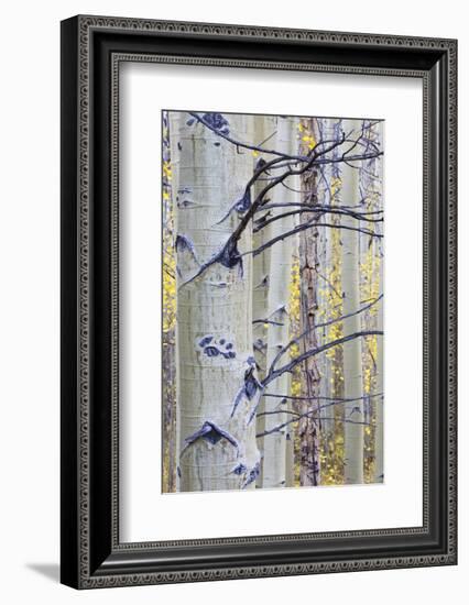 USA, Wyoming, Sublette County. Aspen trunks stand out against the yellow of autumn colors.-Elizabeth Boehm-Framed Photographic Print