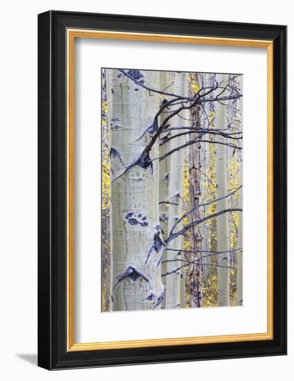 USA, Wyoming, Sublette County. Aspen trunks stand out against the yellow of autumn colors.-Elizabeth Boehm-Framed Photographic Print