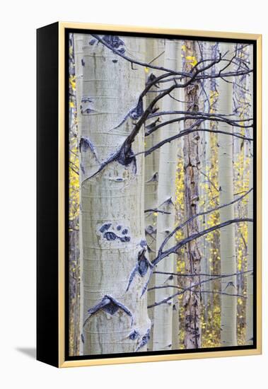 USA, Wyoming, Sublette County. Aspen trunks stand out against the yellow of autumn colors.-Elizabeth Boehm-Framed Premier Image Canvas