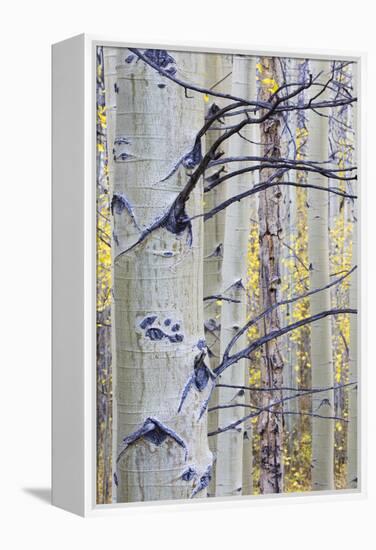 USA, Wyoming, Sublette County. Aspen trunks stand out against the yellow of autumn colors.-Elizabeth Boehm-Framed Premier Image Canvas
