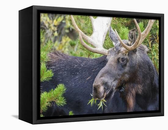 USA, Wyoming, Sublette County. Bull moose eats from a willow bush-Elizabeth Boehm-Framed Premier Image Canvas