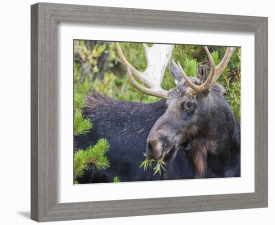 USA, Wyoming, Sublette County. Bull moose eats from a willow bush-Elizabeth Boehm-Framed Photographic Print