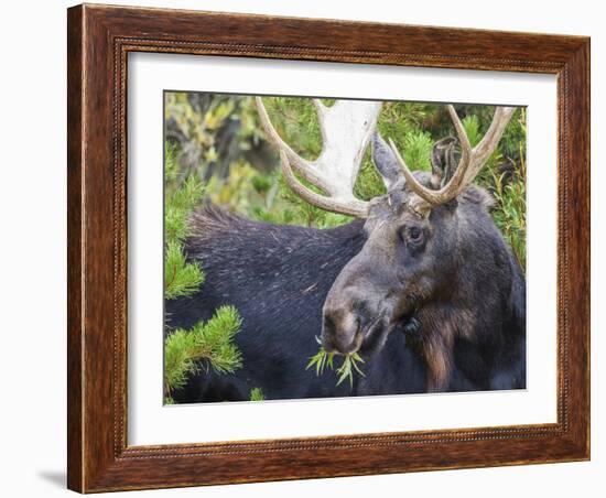 USA, Wyoming, Sublette County. Bull moose eats from a willow bush-Elizabeth Boehm-Framed Photographic Print