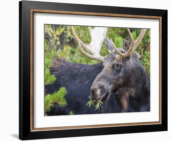 USA, Wyoming, Sublette County. Bull moose eats from a willow bush-Elizabeth Boehm-Framed Photographic Print