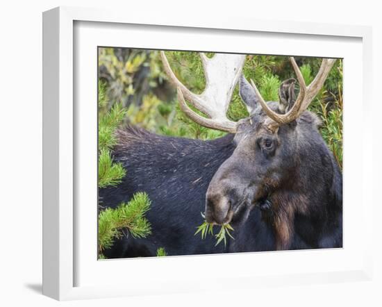 USA, Wyoming, Sublette County. Bull moose eats from a willow bush-Elizabeth Boehm-Framed Photographic Print