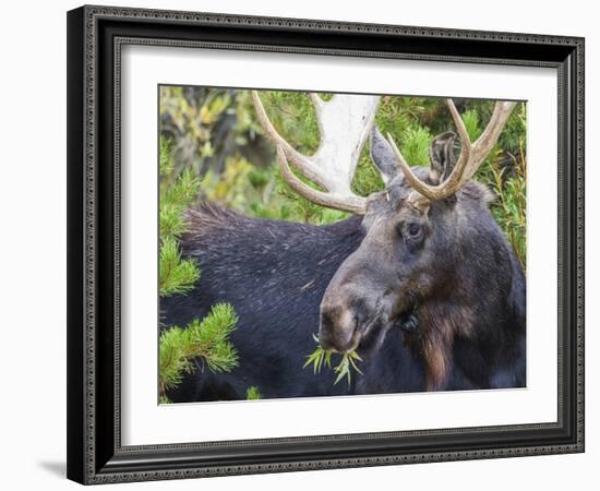 USA, Wyoming, Sublette County. Bull moose eats from a willow bush-Elizabeth Boehm-Framed Photographic Print