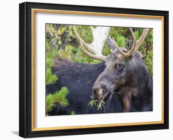 USA, Wyoming, Sublette County. Bull moose eats from a willow bush-Elizabeth Boehm-Framed Photographic Print