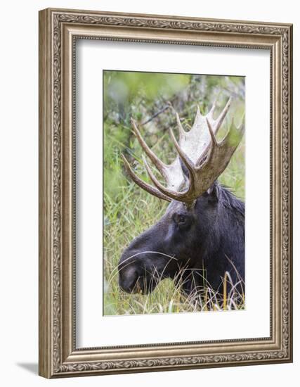 USA, Wyoming, Sublette County. Bull moose lying down in a grassy area displaying his large antlers.-Elizabeth Boehm-Framed Photographic Print