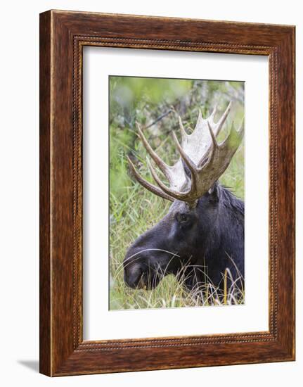 USA, Wyoming, Sublette County. Bull moose lying down in a grassy area displaying his large antlers.-Elizabeth Boehm-Framed Photographic Print