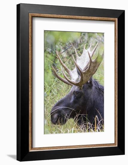 USA, Wyoming, Sublette County. Bull moose lying down in a grassy area displaying his large antlers.-Elizabeth Boehm-Framed Photographic Print