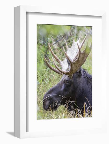 USA, Wyoming, Sublette County. Bull moose lying down in a grassy area displaying his large antlers.-Elizabeth Boehm-Framed Photographic Print