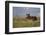 USA, Wyoming, Sublette County. Bull moose stands in tall grasses at evening light.-Elizabeth Boehm-Framed Photographic Print