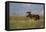 USA, Wyoming, Sublette County. Bull moose stands in tall grasses at evening light.-Elizabeth Boehm-Framed Premier Image Canvas