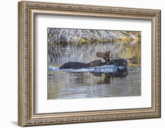 USA, Wyoming, Sublette County, Bull Moose Swimming in Pond-Elizabeth Boehm-Framed Photographic Print