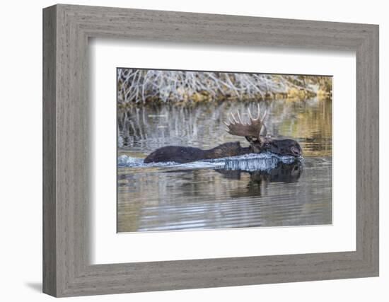 USA, Wyoming, Sublette County, Bull Moose Swimming in Pond-Elizabeth Boehm-Framed Photographic Print