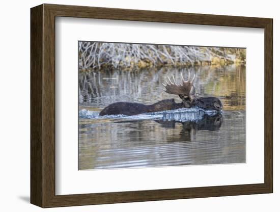 USA, Wyoming, Sublette County, Bull Moose Swimming in Pond-Elizabeth Boehm-Framed Photographic Print