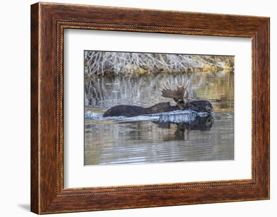 USA, Wyoming, Sublette County, Bull Moose Swimming in Pond-Elizabeth Boehm-Framed Photographic Print