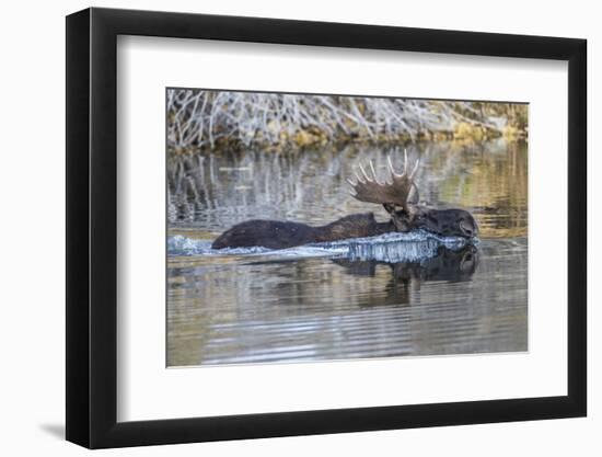 USA, Wyoming, Sublette County, Bull Moose Swimming in Pond-Elizabeth Boehm-Framed Photographic Print