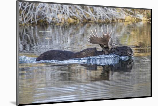 USA, Wyoming, Sublette County, Bull Moose Swimming in Pond-Elizabeth Boehm-Mounted Photographic Print