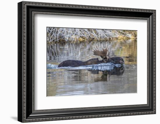 USA, Wyoming, Sublette County, Bull Moose Swimming in Pond-Elizabeth Boehm-Framed Photographic Print