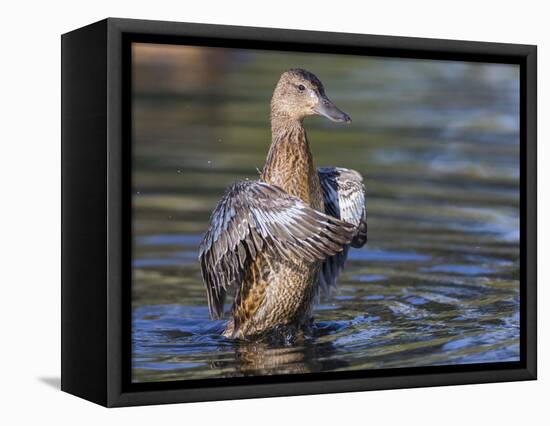 USA, Wyoming, Sublette County. Cinnamon Teal stretches its wings on a pond-Elizabeth Boehm-Framed Premier Image Canvas