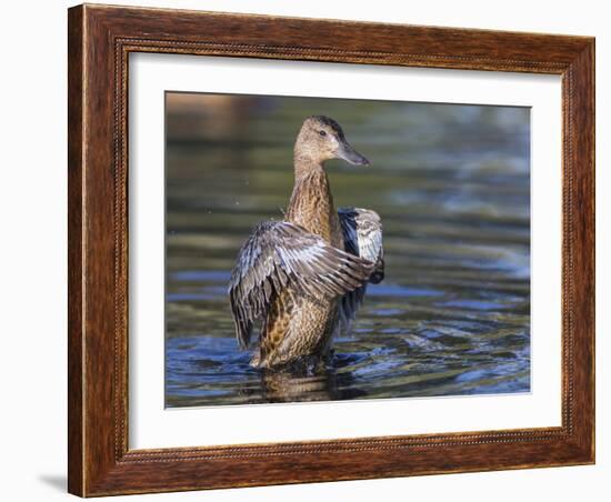 USA, Wyoming, Sublette County. Cinnamon Teal stretches its wings on a pond-Elizabeth Boehm-Framed Photographic Print