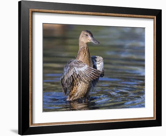 USA, Wyoming, Sublette County. Cinnamon Teal stretches its wings on a pond-Elizabeth Boehm-Framed Photographic Print