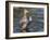 USA, Wyoming, Sublette County. Cinnamon Teal stretches its wings on a pond-Elizabeth Boehm-Framed Photographic Print