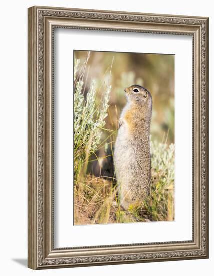 USA, Wyoming, Sublette County. Fat Uintah Ground Squirrel stands on its hind legs in the sagebrush.-Elizabeth Boehm-Framed Photographic Print