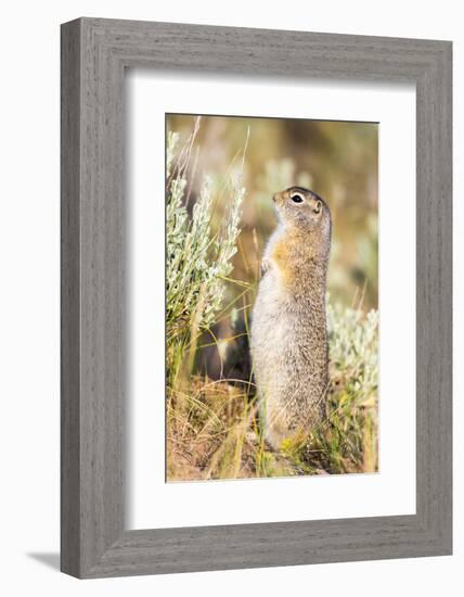 USA, Wyoming, Sublette County. Fat Uintah Ground Squirrel stands on its hind legs in the sagebrush.-Elizabeth Boehm-Framed Photographic Print