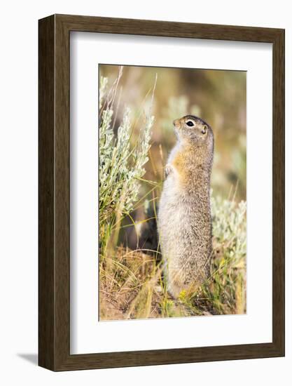 USA, Wyoming, Sublette County. Fat Uintah Ground Squirrel stands on its hind legs in the sagebrush.-Elizabeth Boehm-Framed Photographic Print