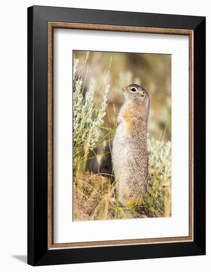 USA, Wyoming, Sublette County. Fat Uintah Ground Squirrel stands on its hind legs in the sagebrush.-Elizabeth Boehm-Framed Photographic Print