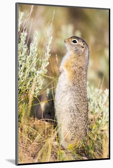 USA, Wyoming, Sublette County. Fat Uintah Ground Squirrel stands on its hind legs in the sagebrush.-Elizabeth Boehm-Mounted Photographic Print