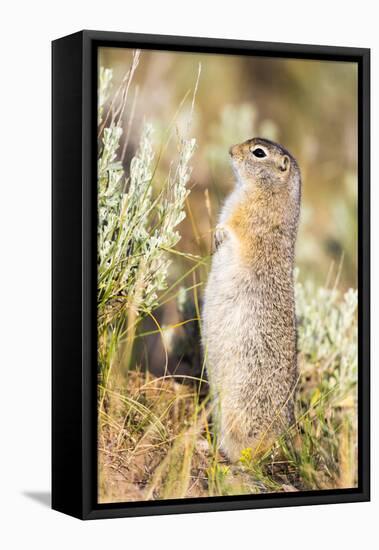 USA, Wyoming, Sublette County. Fat Uintah Ground Squirrel stands on its hind legs in the sagebrush.-Elizabeth Boehm-Framed Premier Image Canvas