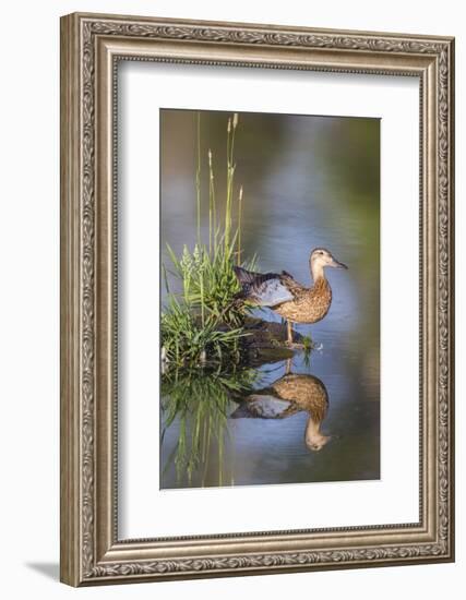 USA, Wyoming, Sublette County. Female Cinnamon Teal stretches its wing on a small island in a pond.-Elizabeth Boehm-Framed Photographic Print