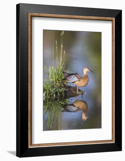 USA, Wyoming, Sublette County. Female Cinnamon Teal stretches its wing on a small island in a pond.-Elizabeth Boehm-Framed Photographic Print