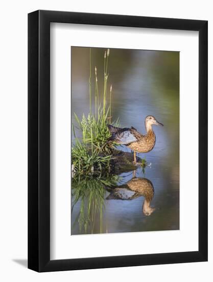 USA, Wyoming, Sublette County. Female Cinnamon Teal stretches its wing on a small island in a pond.-Elizabeth Boehm-Framed Photographic Print