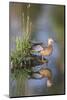 USA, Wyoming, Sublette County. Female Cinnamon Teal stretches its wing on a small island in a pond.-Elizabeth Boehm-Mounted Photographic Print