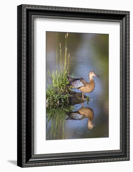 USA, Wyoming, Sublette County. Female Cinnamon Teal stretches its wing on a small island in a pond.-Elizabeth Boehm-Framed Photographic Print