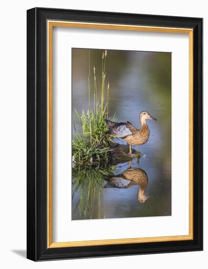 USA, Wyoming, Sublette County. Female Cinnamon Teal stretches its wing on a small island in a pond.-Elizabeth Boehm-Framed Photographic Print