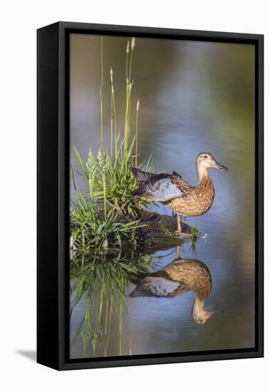 USA, Wyoming, Sublette County. Female Cinnamon Teal stretches its wing on a small island in a pond.-Elizabeth Boehm-Framed Premier Image Canvas