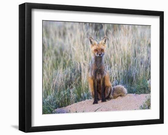 USA, Wyoming, Sublette County. Female red fox sitting at her den site.-Elizabeth Boehm-Framed Photographic Print