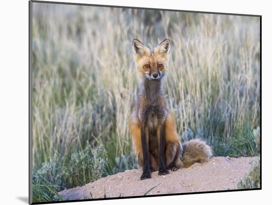 USA, Wyoming, Sublette County. Female red fox sitting at her den site.-Elizabeth Boehm-Mounted Photographic Print