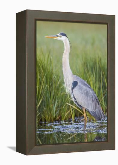 USA, Wyoming, Sublette County. Great Blue Heron standing in a wetland full of sedges in Summer.-Elizabeth Boehm-Framed Premier Image Canvas