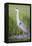 USA, Wyoming, Sublette County. Great Blue Heron standing in a wetland full of sedges in Summer.-Elizabeth Boehm-Framed Premier Image Canvas