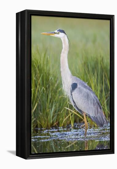 USA, Wyoming, Sublette County. Great Blue Heron standing in a wetland full of sedges in Summer.-Elizabeth Boehm-Framed Premier Image Canvas