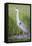 USA, Wyoming, Sublette County. Great Blue Heron standing in a wetland full of sedges in Summer.-Elizabeth Boehm-Framed Premier Image Canvas